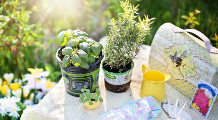 Basic Tools for Home Gardening