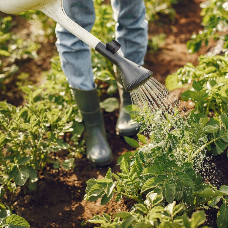 Start Little But Start Your Own Farm Or A Garden.