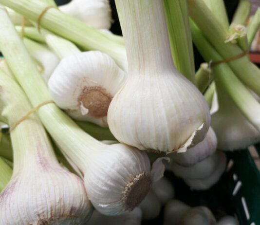 Is Garlic Farming Profitable?