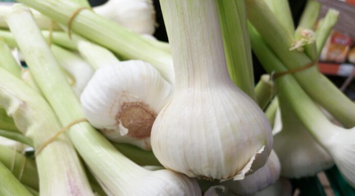 Is Garlic Farming Profitable?