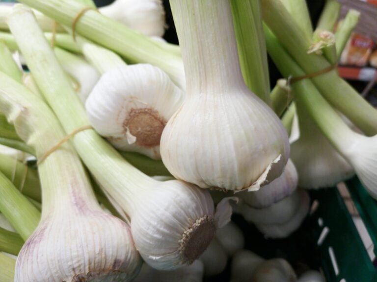 Is Garlic Farming Profitable?