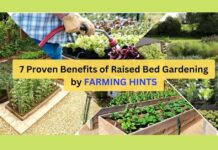 7 Proven Benefits of Raised Bed Gardening Proven benefits of raised bed gardening
