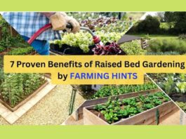 Proven benefits of raised bed gardening