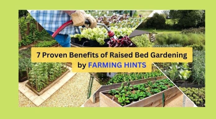 7 Proven Benefits of Raised Bed Gardening Proven benefits of raised bed gardening