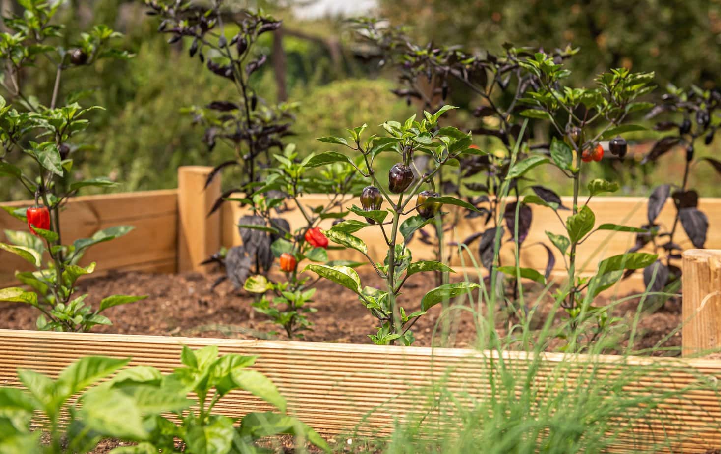 Cultivation in Beautiful Raised Bed Garden