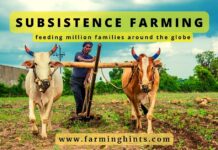 What is Subsistence Farming? subsistence farming