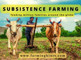 subsistence farming
