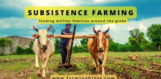 What is Subsistence Farming? subsistence farming