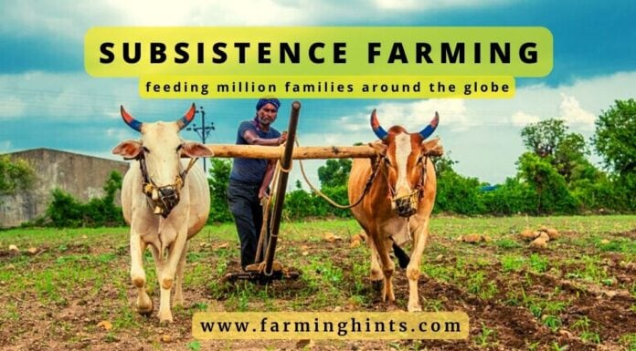 What is Subsistence Farming? subsistence farming