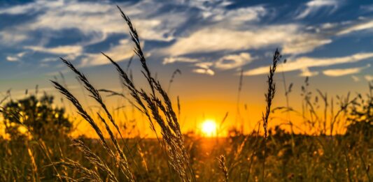 Pros and Cons of No Till Farming Farming-for-nature-at-its-glance