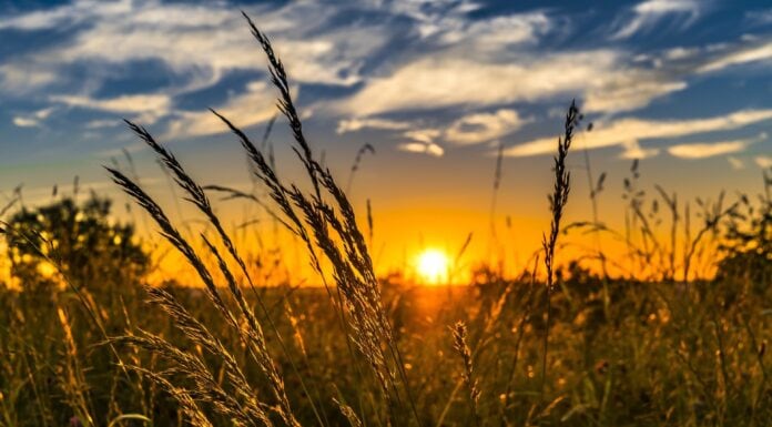 Pros and Cons of No Till Farming Farming-for-nature-at-its-glance