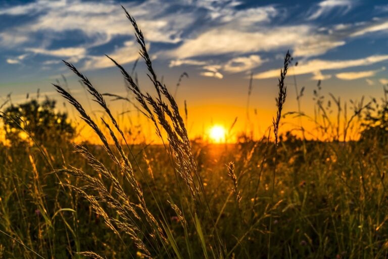 Pros and Cons of No Till Farming