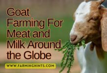 Goat Farming For Milk and Meat Production Goat Farming For Meat and Milk