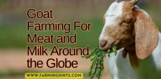 Goat Farming For Milk and Meat Production Goat Farming For Meat and Milk