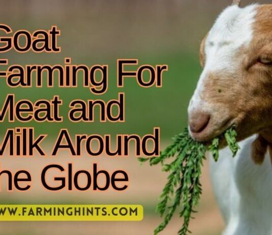Goat Farming For Milk and Meat Production Goat Farming For Meat and Milk