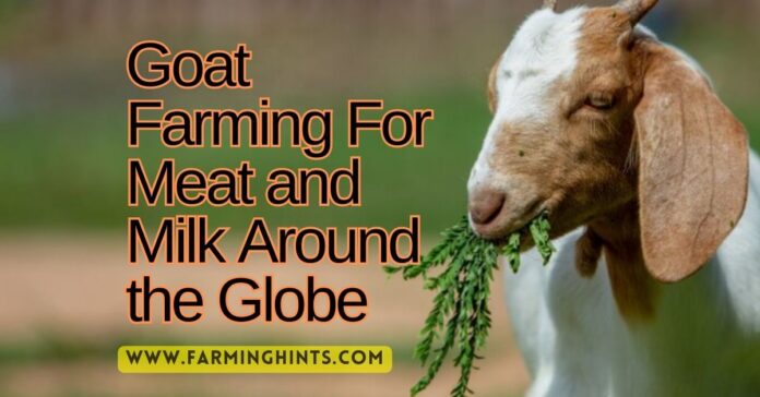 Goat Farming For Meat and Milk