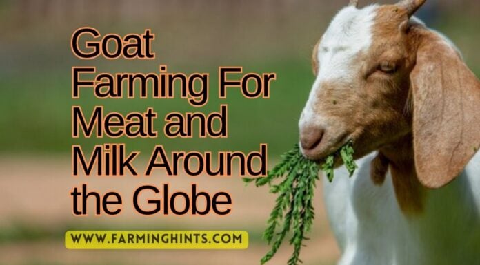 Goat Farming For Milk and Meat Production Goat Farming For Meat and Milk