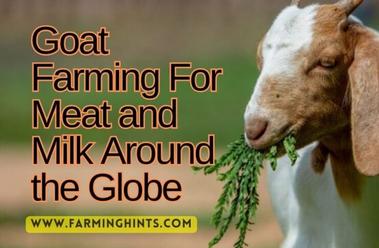 Goat Farming For Meat and Milk
