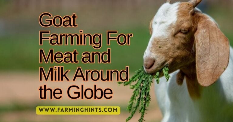 Goat Farming For Milk and Meat Production
