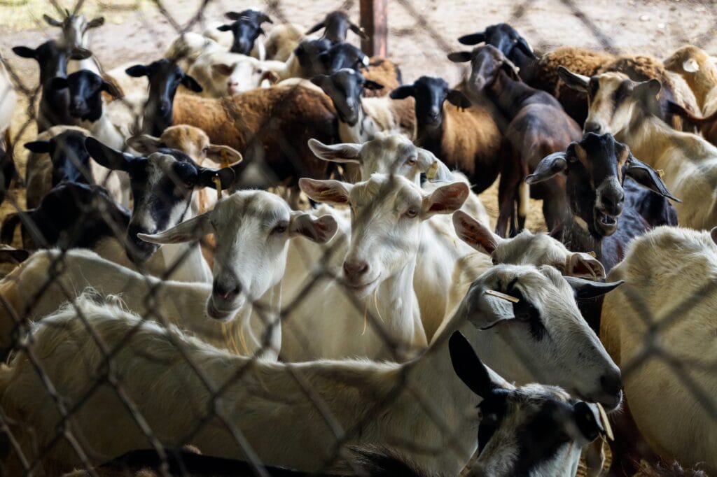 Goat farming